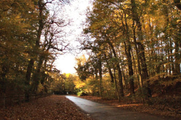 Drève des Châtaigniers à Bousval