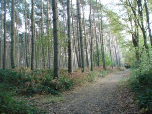 Le chemin de la Tassenière (n° 7 à Baisy-Thy) : traversée d'une pinède