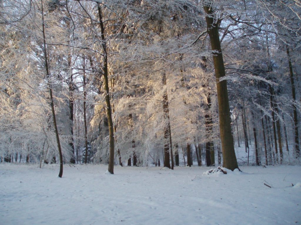 Le Clair Bois sous la neige