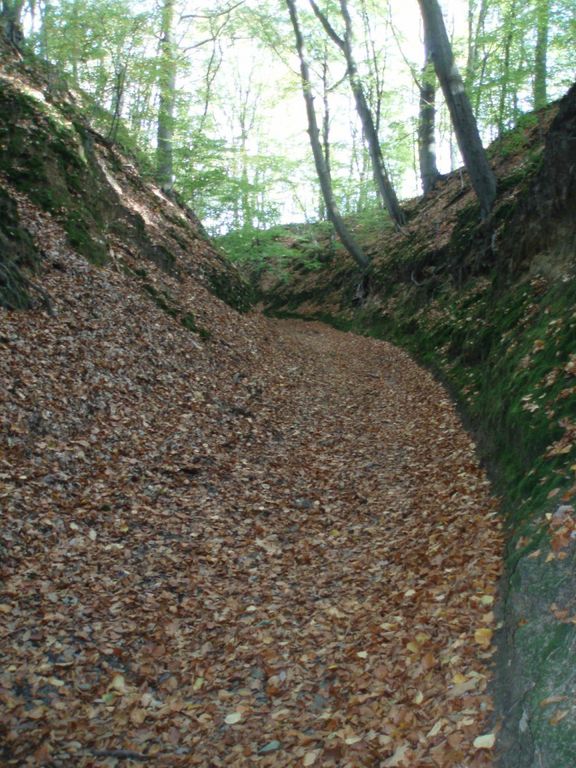 Le chemin de la Roche (n° 9 de Bousval) : beau chemin creux bordé d'arbres et rempli de feuilles mortes...