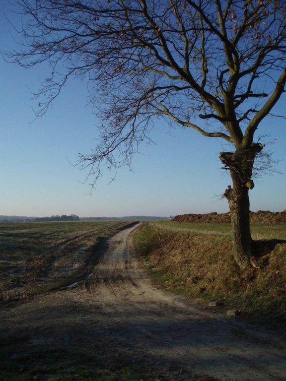 Arbre isolé (cornier) le long du chemin qui traverse les champs sur la crête entre Bousval et Tangissart