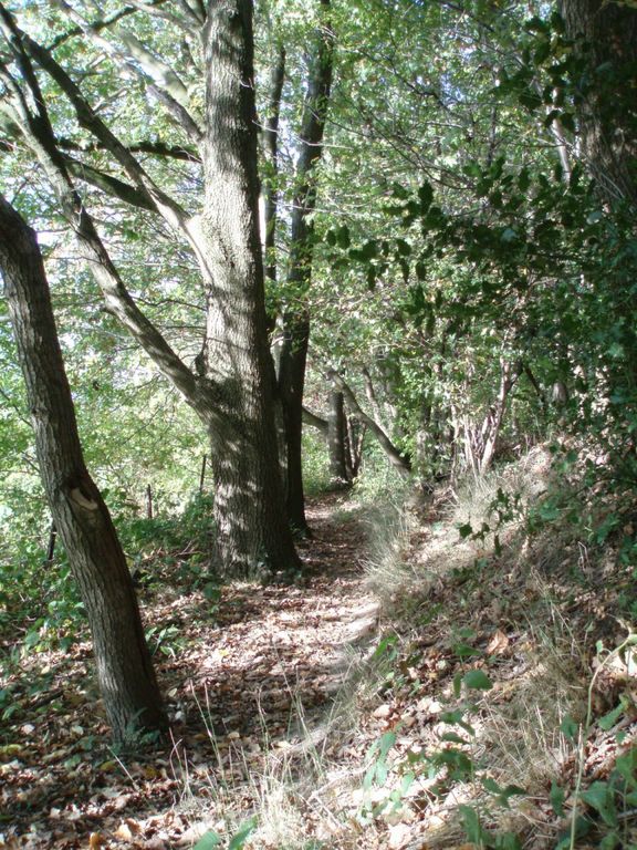 Le sentier du Bois Goffaux (n° 75 à Bousval) traverse le bois