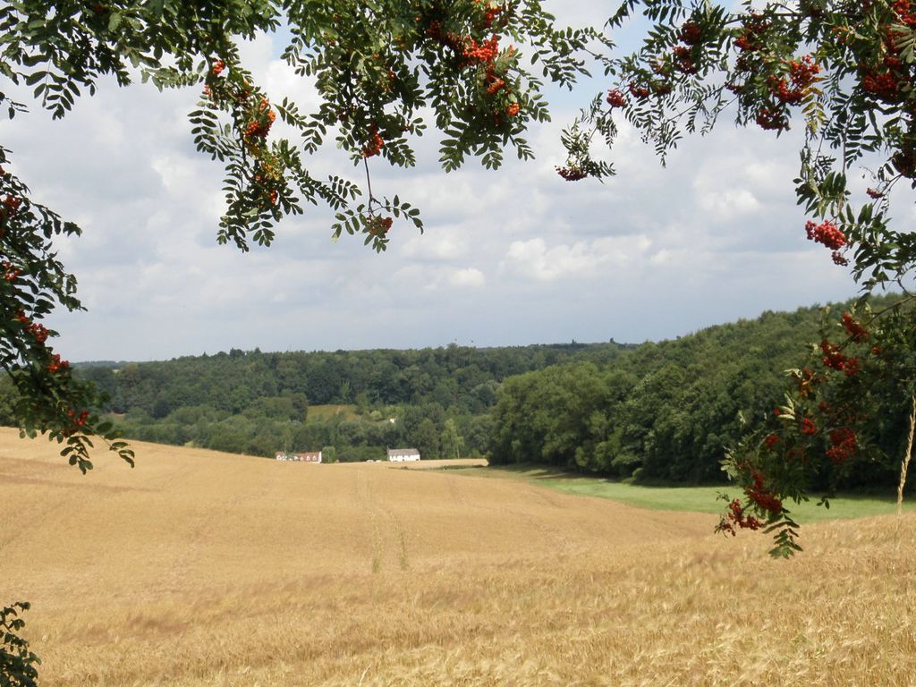 Panorama depuis le chemin du Grand Arbre : champs en avant-plan et forêts au loin