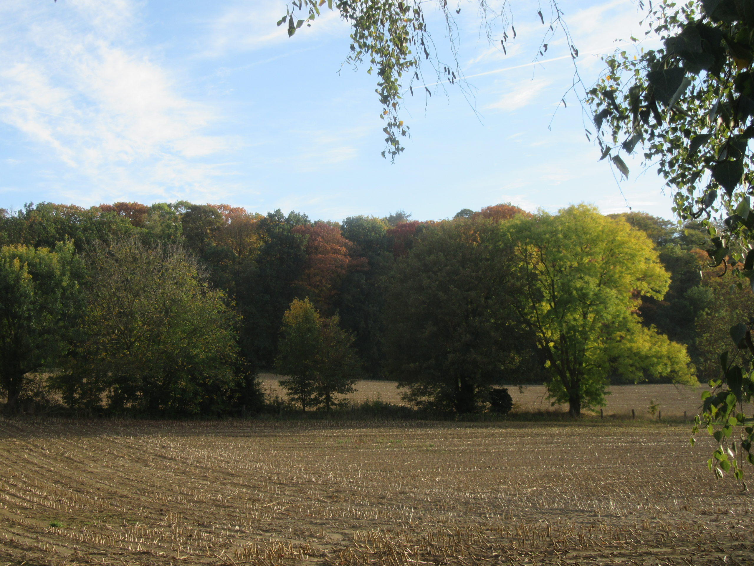 Bois et champs le long de la rue du Château à Bousval