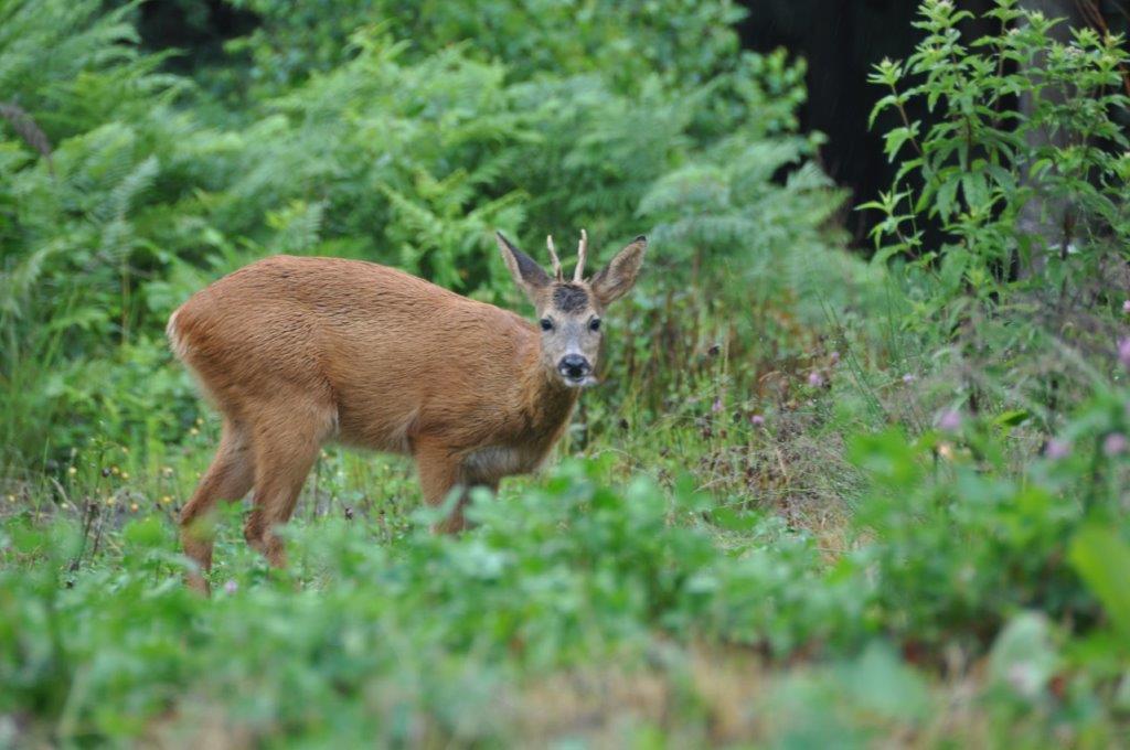 Chevreuil au milieu d'un jardin du Bois de la Motte (Bousval)