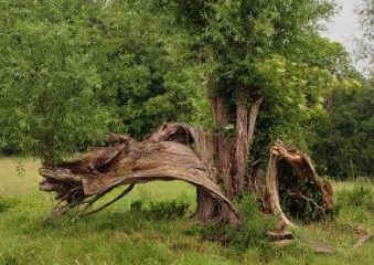 Vieux saule écorché au Sclage