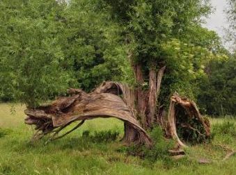 Vieux saule écorché au Sclage