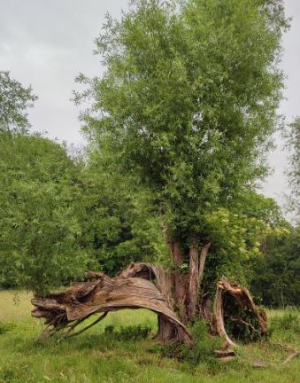 Vieux saule écorché au Sclage