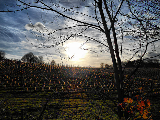 Photographie "La vigne du seigneur" de Jean-Marie Neirynck primé à l'expo 2015