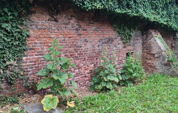 Roses trémières le long du mur de la cure