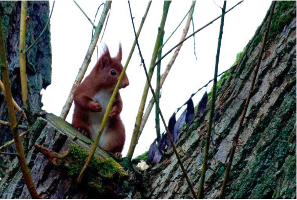 Photo d'un écureuil prise par Marc Guisset