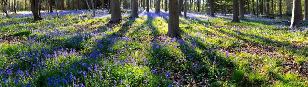 2022 05 Edito parterre de jacinthes sauvages dans le bois de la Tassenière