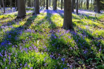 2022 05 Edito parterre de jacinthes sauvages dans le bois de la Tassenière