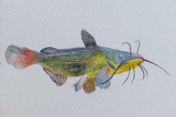 Poisson d'avril, aquarelle peinte par Cris