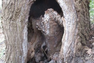 Tronc d'arbre creux aux formes surprenantes