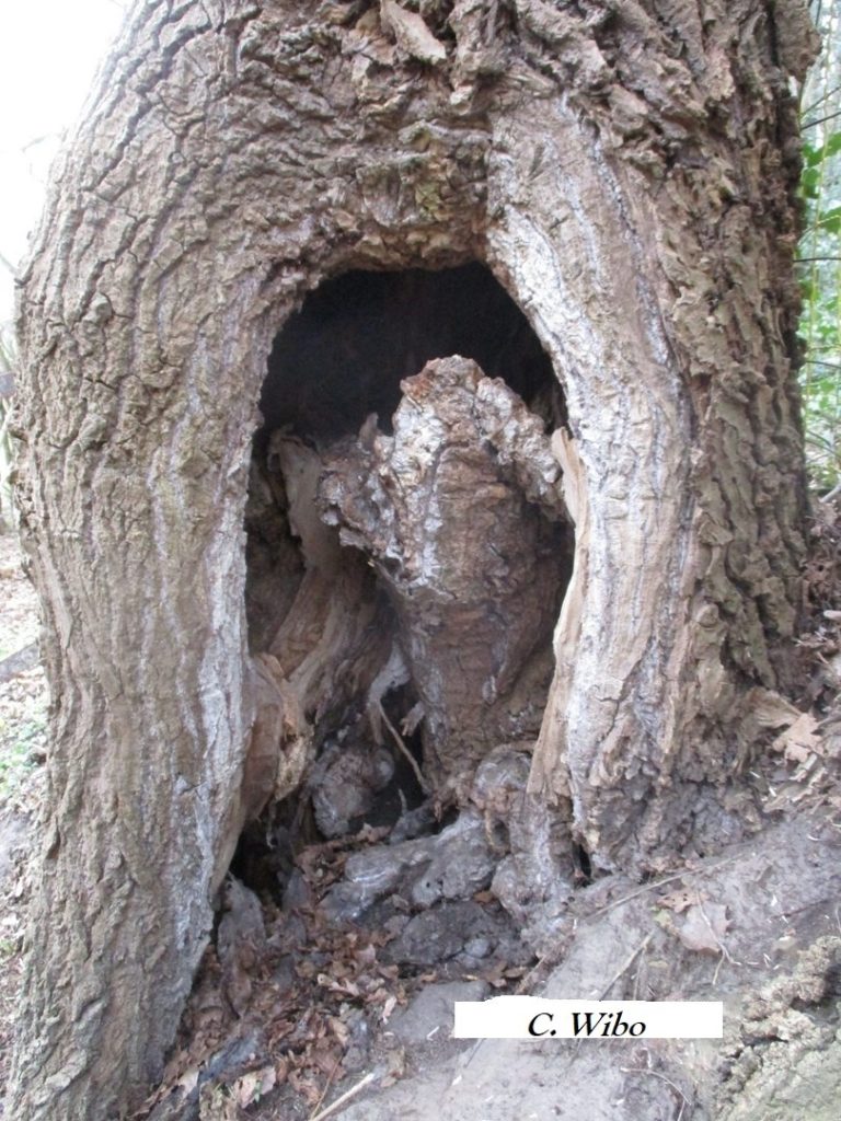 Tronc d'arbre creux aux formes surprenantes