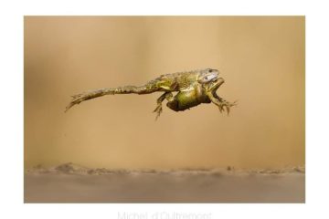 Photo d'un couple de batraciens en plein saut - Michel d’Oultremont, photographe