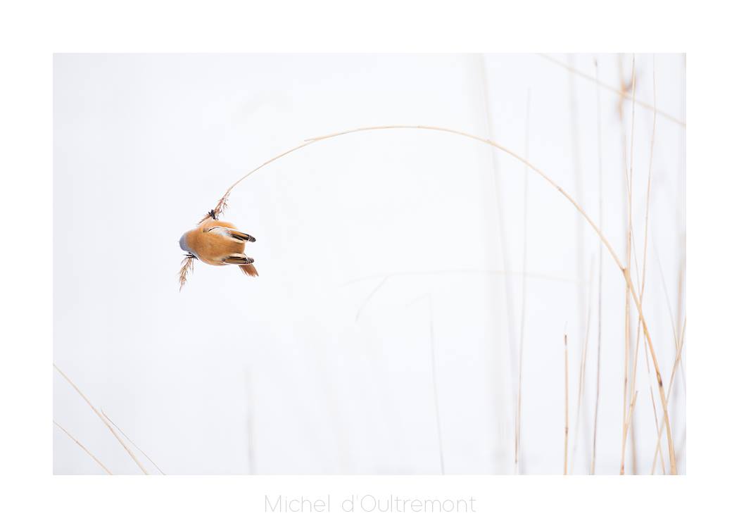 Photo d'un oiseau prise par Michel d’Oultremont, photographe