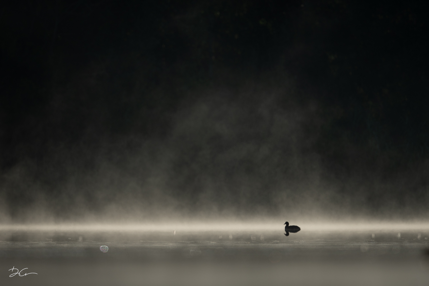 Photo d'un oiseau sur l'eau à la réserve naturelle de la Sucrerie à Genappe prise par Dimitri Crickillon