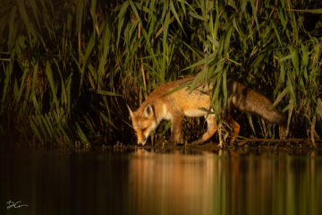 Photo d'un renard buvant de l'eau à la réserve naturelle de la Sucrerie à Genappe prise par Dimitri Crickillon