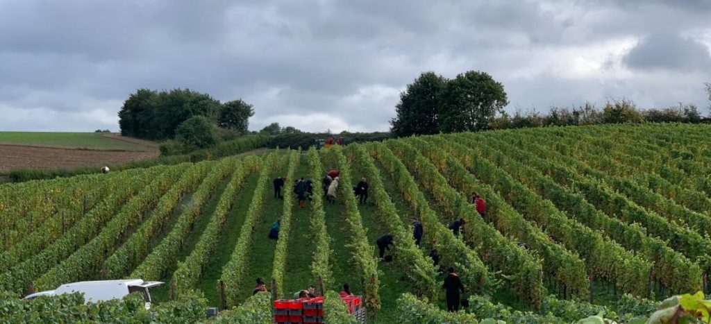 Alignement des pieds de vigne du vignoble de Bousval