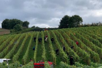 Alignement des pieds de vigne du vignoble de Bousval