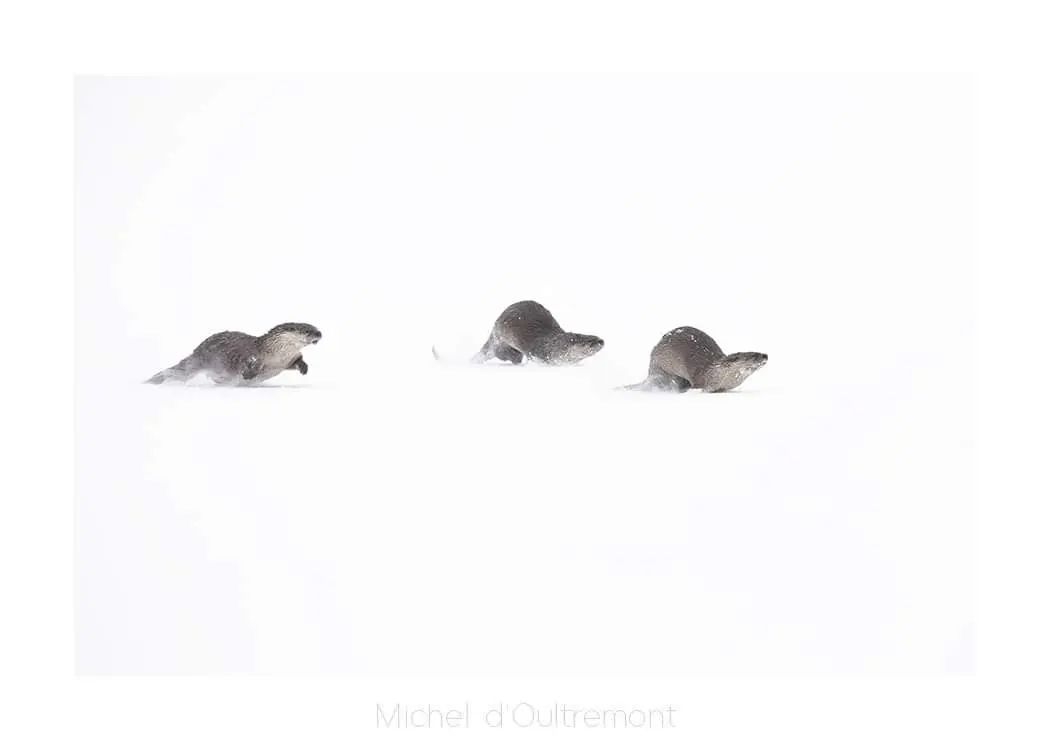 Photo de loutres sur la neige prise par Michel d’Oultremont, photographe