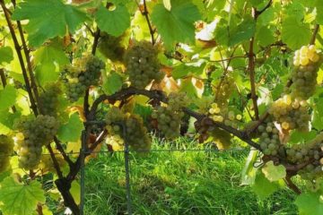 Vignes du chateau de Bousval