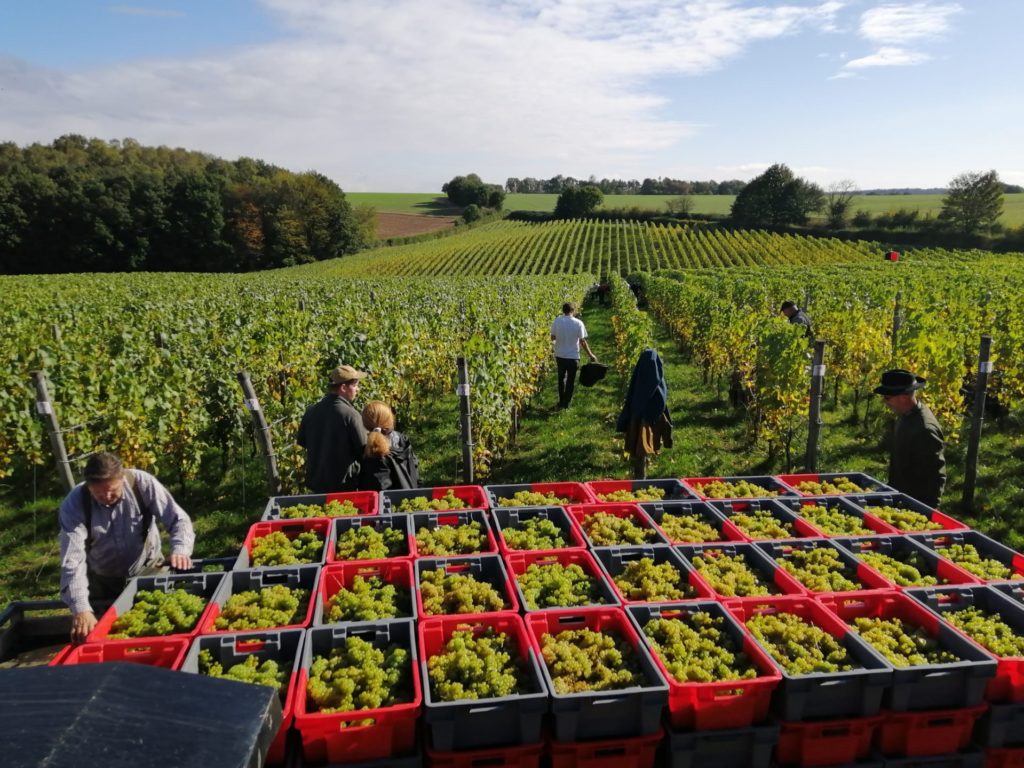 Vendange au vignoble du chateau de Bousval