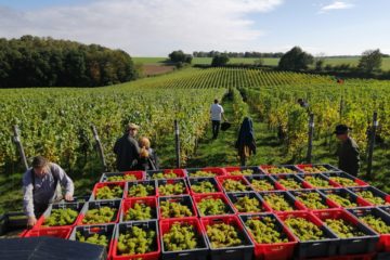 Vendange au vignoble du chateau de Bousval