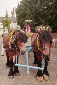 Saint-Barthélemy 2022 : les chevaux brabançons