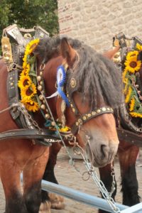 Saint-Barthélemy 2022 : têtes des chevaux brabançons