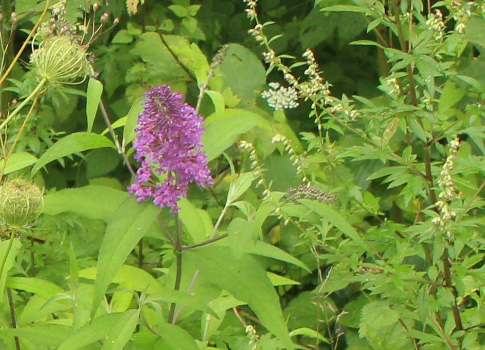 Fleur d’arbre aux papillons Buddleia (Buddleja davidii)