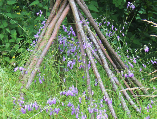 Campanule raiponce (Campanula rapunculus)