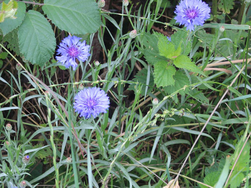 Bleuet des champs (Centaurea cyanus)