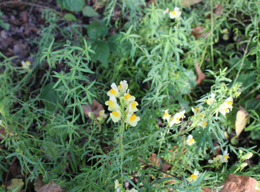 Linaire commune (Linaria vulgaris)