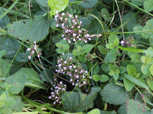 Origan (Origanum vulgare)