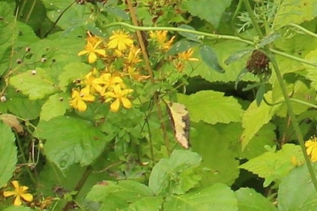 Millepertuis (Hypericum perforatum)