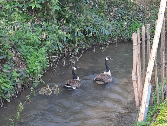 Canards en promenade
