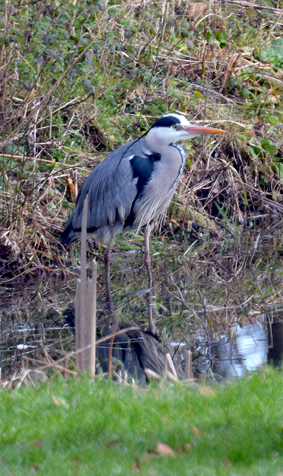 Héron cendré (Ph. M.Guisset)