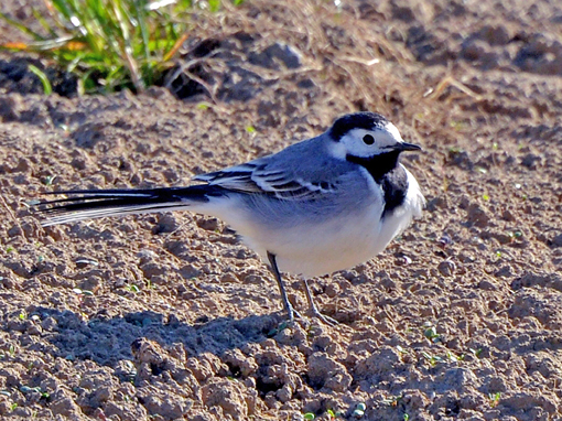 Mésange à longue queue ( (Ph. M.Guisset)